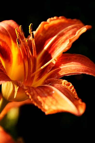 Kliknij na zdjęcie, żeby zobaczyć w pełnych wymiarach