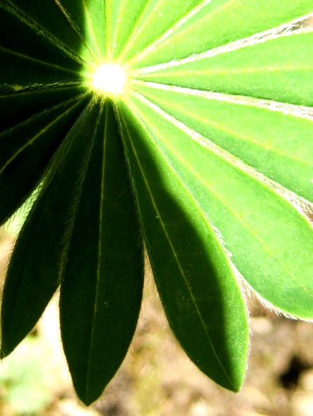 Kliknij na zdjęcie, żeby zobaczyć w pełnych wymiarach