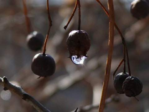 Kliknij na zdjęcie, żeby zobaczyć w pełnych wymiarach
