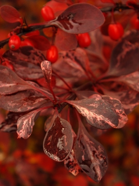 Kliknij na zdjęcie, żeby zobaczyć w pełnych wymiarach