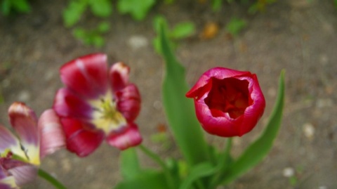 Kliknij na zdjęcie, żeby zobaczyć w pełnych wymiarach