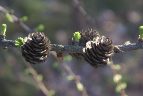Kliknij na zdjęcie, żeby zobaczyć w pełnych wymiarach