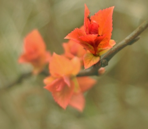 Kliknij na zdjęcie, żeby zobaczyć w pełnych wymiarach