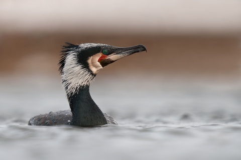 Kliknij na zdjęcie, żeby zobaczyć w pełnych wymiarach