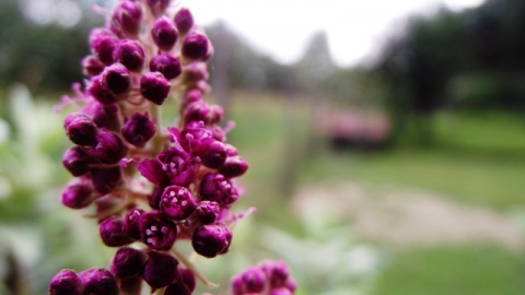 Kliknij na zdjęcie, żeby zobaczyć w pełnych wymiarach