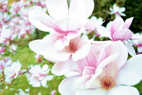 Kliknij na zdjęcie, żeby zobaczyć w pełnych wymiarach