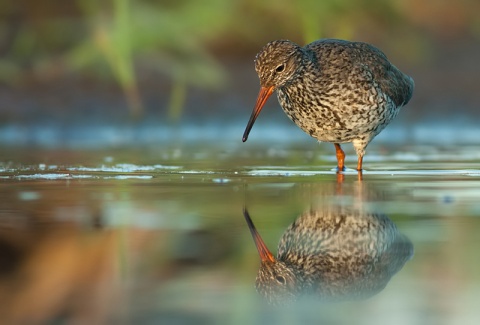 Kliknij na zdjęcie, żeby zobaczyć w pełnych wymiarach