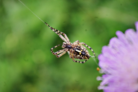 Kliknij na zdjęcie, żeby zobaczyć w pełnych wymiarach