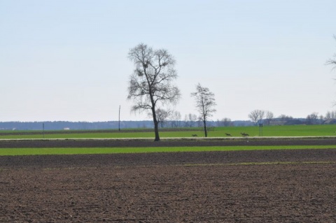 Kliknij na zdjęcie, żeby zobaczyć w pełnych wymiarach