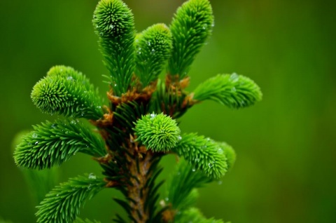 Kliknij na zdjęcie, żeby zobaczyć w pełnych wymiarach