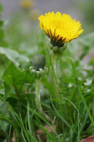 Kliknij na zdjęcie, żeby zobaczyć w pełnych wymiarach