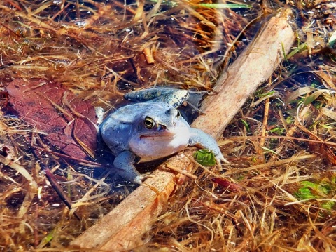 Kliknij na zdjęcie, żeby zobaczyć w pełnych wymiarach