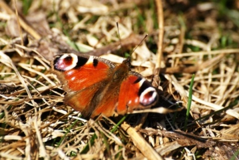 Kliknij na zdjęcie, żeby zobaczyć w pełnych wymiarach