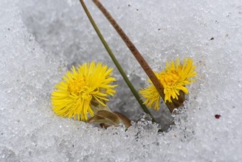 Kliknij na zdjęcie, żeby zobaczyć w pełnych wymiarach