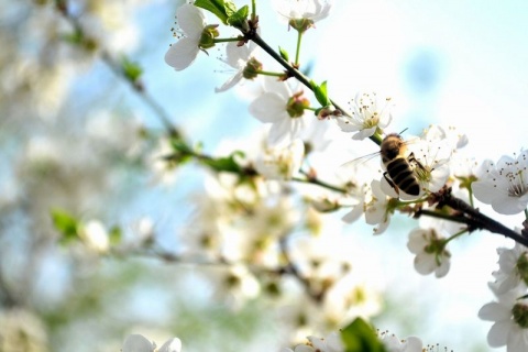 Kliknij na zdjęcie, żeby zobaczyć w pełnych wymiarach