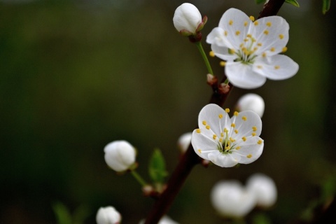 Kliknij na zdjęcie, żeby zobaczyć w pełnych wymiarach