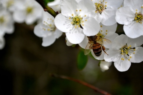 Kliknij na zdjęcie, żeby zobaczyć w pełnych wymiarach