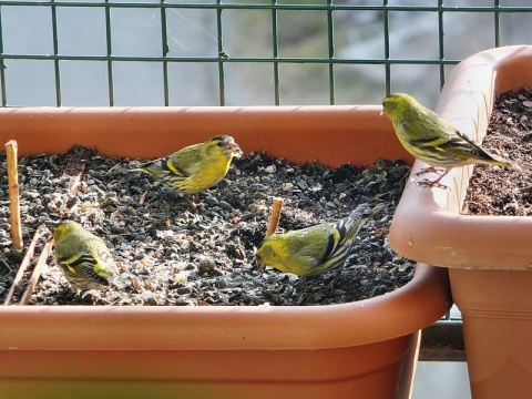 Kliknij na zdjęcie, żeby zobaczyć w pełnych wymiarach