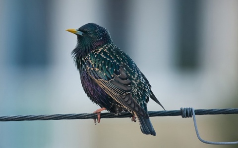 Kliknij na zdjęcie, żeby zobaczyć w pełnych wymiarach