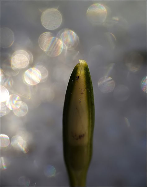 Kliknij na zdjęcie, żeby zobaczyć w pełnych wymiarach