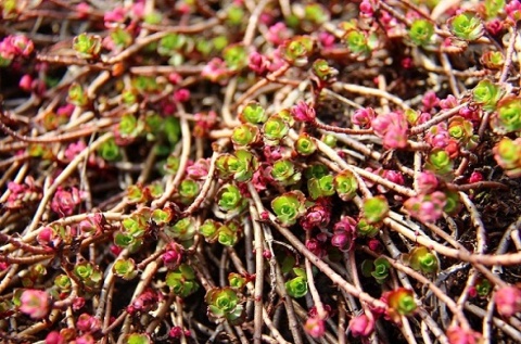 Kliknij na zdjęcie, żeby zobaczyć w pełnych wymiarach