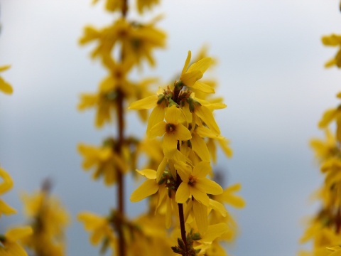 Kliknij na zdjęcie, żeby zobaczyć w pełnych wymiarach