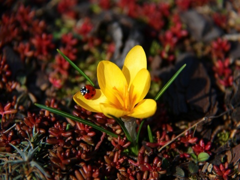 Kliknij na zdjęcie, żeby zobaczyć w pełnych wymiarach