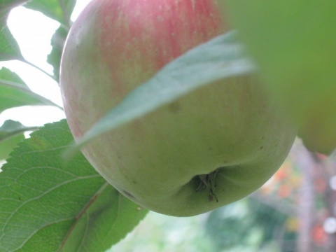 Kliknij na zdjęcie, żeby zobaczyć w pełnych wymiarach