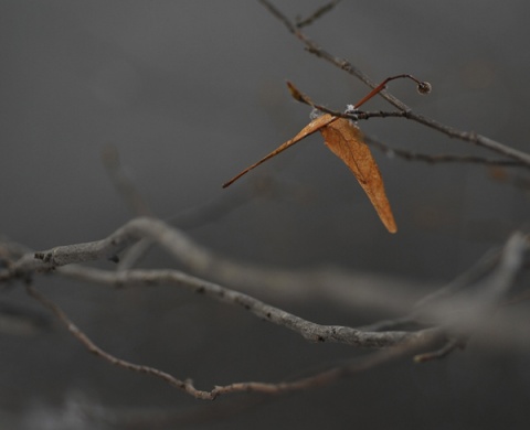 Kliknij na zdjęcie, żeby zobaczyć w pełnych wymiarach