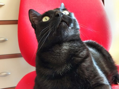 Kliknij na zdjęcie, żeby zobaczyć w pełnych wymiarach