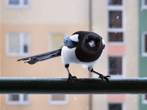 Kliknij na zdjęcie, żeby zobaczyć w pełnych wymiarach