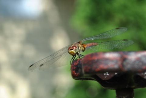Kliknij na zdjęcie, żeby zobaczyć w pełnych wymiarach