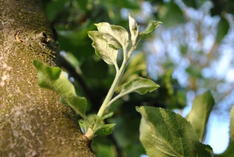 Kliknij na zdjęcie, żeby zobaczyć w pełnych wymiarach