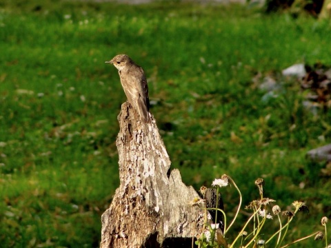 Kliknij na zdjęcie, żeby zobaczyć w pełnych wymiarach