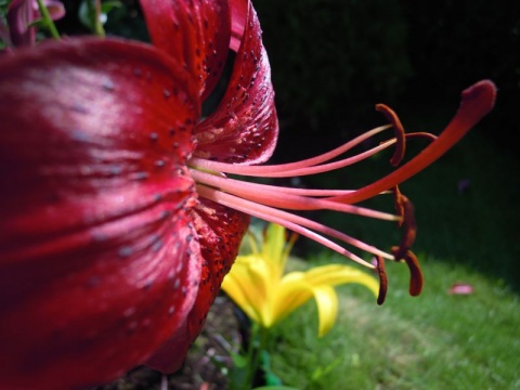 Kliknij na zdjęcie, żeby zobaczyć w pełnych wymiarach