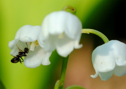 Kliknij na zdjęcie, żeby zobaczyć w pełnych wymiarach