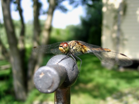 Kliknij na zdjęcie, żeby zobaczyć w pełnych wymiarach