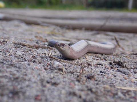 Kliknij na zdjęcie, żeby zobaczyć w pełnych wymiarach