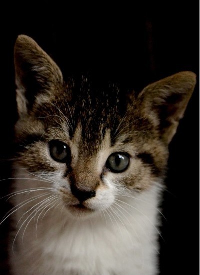 Kliknij na zdjęcie, żeby zobaczyć w pełnych wymiarach