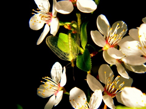 Kliknij na zdjęcie, żeby zobaczyć w pełnych wymiarach