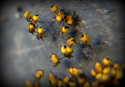 Kliknij na zdjęcie, żeby zobaczyć w pełnych wymiarach