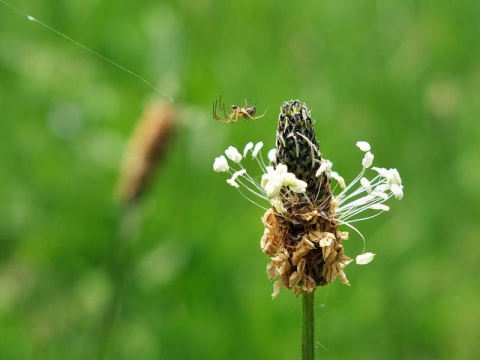 Kliknij na zdjęcie, żeby zobaczyć w pełnych wymiarach