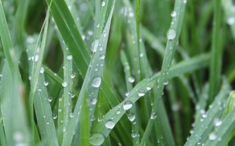 Kliknij na zdjęcie, żeby zobaczyć w pełnych wymiarach