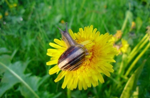 Kliknij na zdjęcie, żeby zobaczyć w pełnych wymiarach