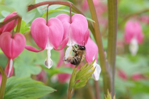 Kliknij na zdjęcie, żeby zobaczyć w pełnych wymiarach