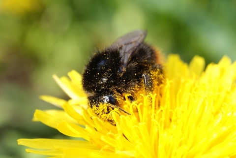 Kliknij na zdjęcie, żeby zobaczyć w pełnych wymiarach