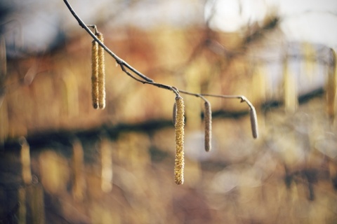 Kliknij na zdjęcie, żeby zobaczyć w pełnych wymiarach