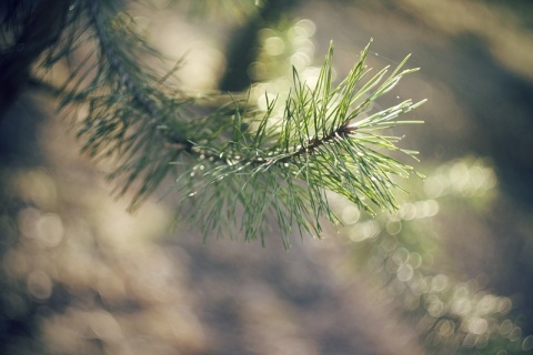Kliknij na zdjęcie, żeby zobaczyć w pełnych wymiarach