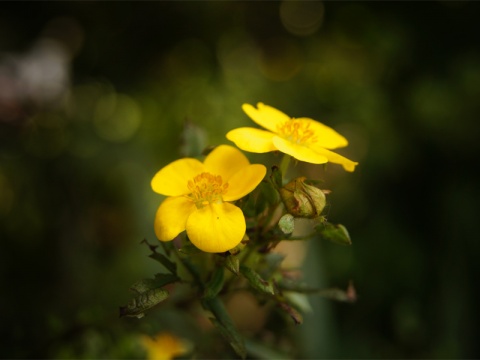 Kliknij na zdjęcie, żeby zobaczyć w pełnych wymiarach