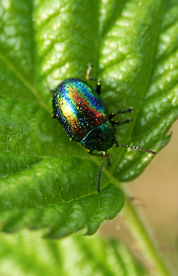 Kliknij na zdjęcie, żeby zobaczyć w pełnych wymiarach